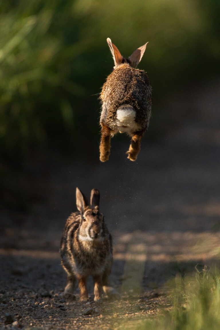 “Liftoff” – 2021 AAEA Communication Award Winning Photo