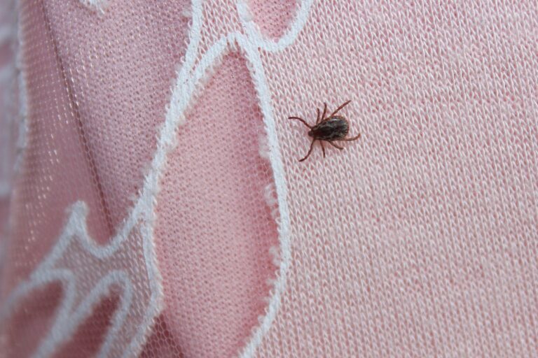 Story Behind the Story: What Do You Do if You Discover a Tick in Church