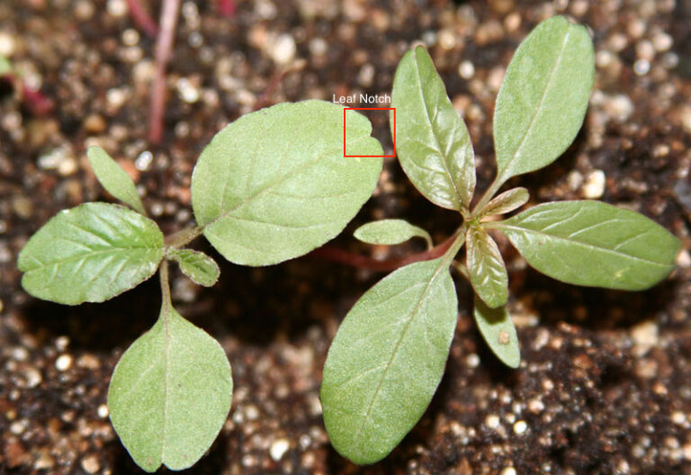 Five-Minute Expert: The biology of Palmer pigweed