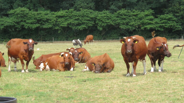 Brandrood— A Unique Cheese from a Unique Breed of Cow