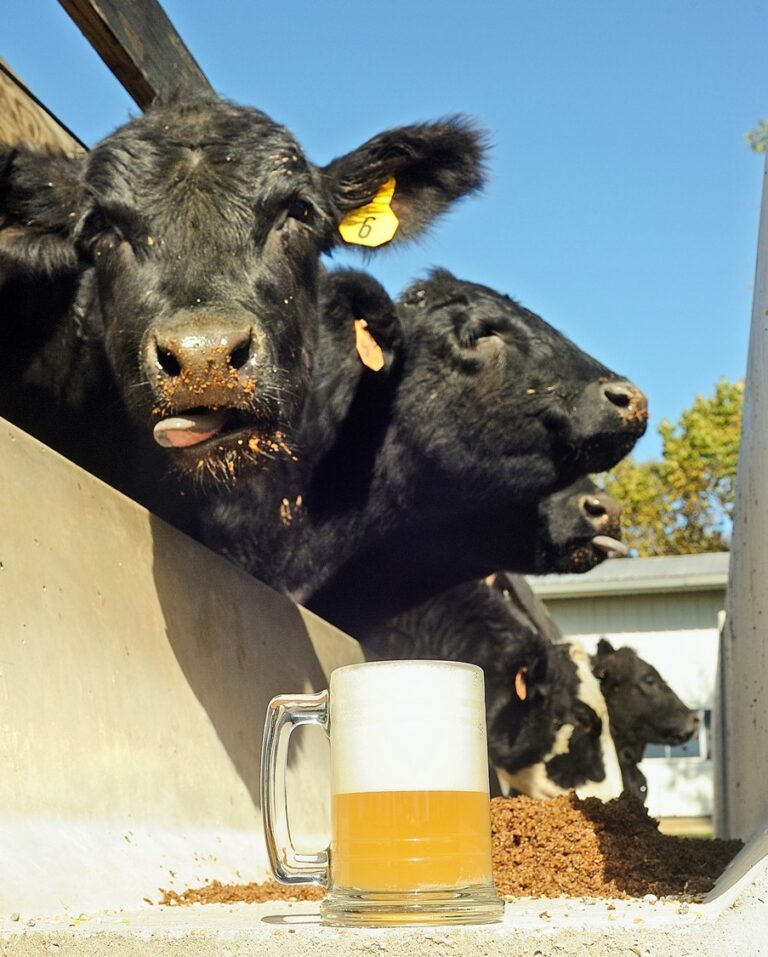 Story Behind the Picture: Beer and Beef