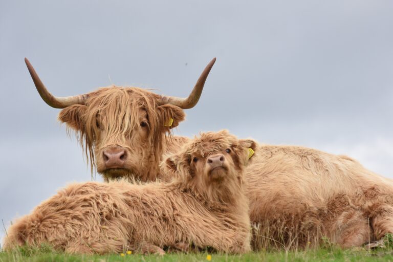 Apply for the IFAJ/ENAJ Highlands and Islands Tour by April 14