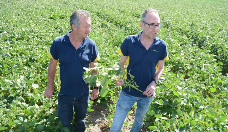 Soybeans are now a Dutch ‘specialty crop’