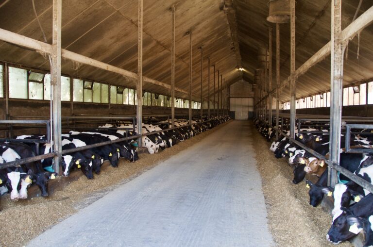 Meat Production Varies Worldwide