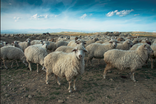 Award Winner Profile: Steve Werblow