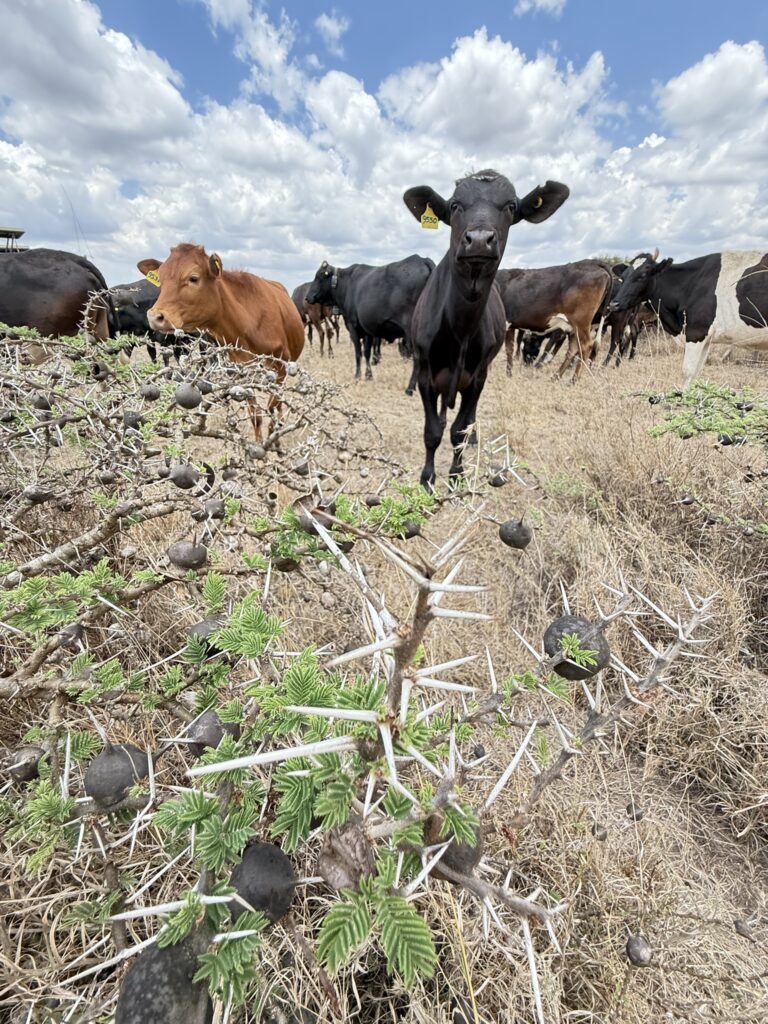 Boran and Friesian cattle at Kapiti