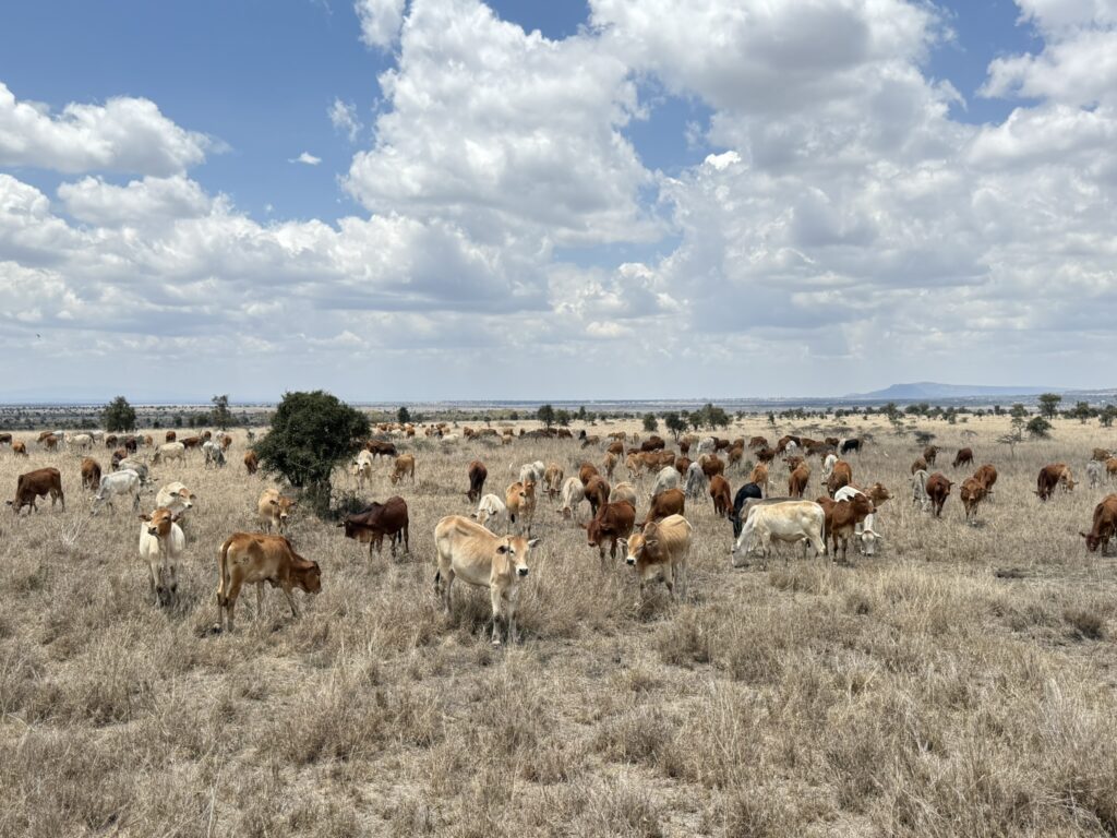 cattle in Kenya