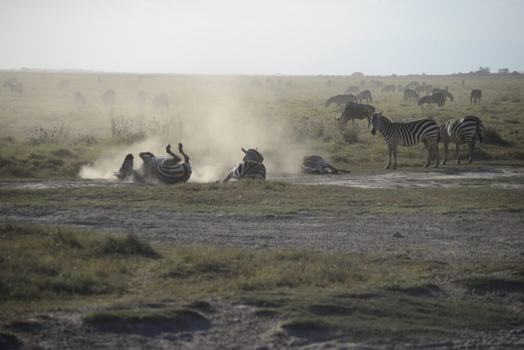 zebras rolling