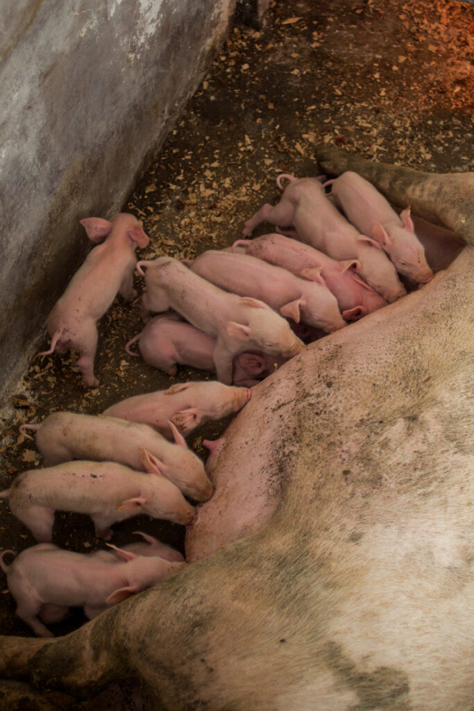 piglets in Kenya