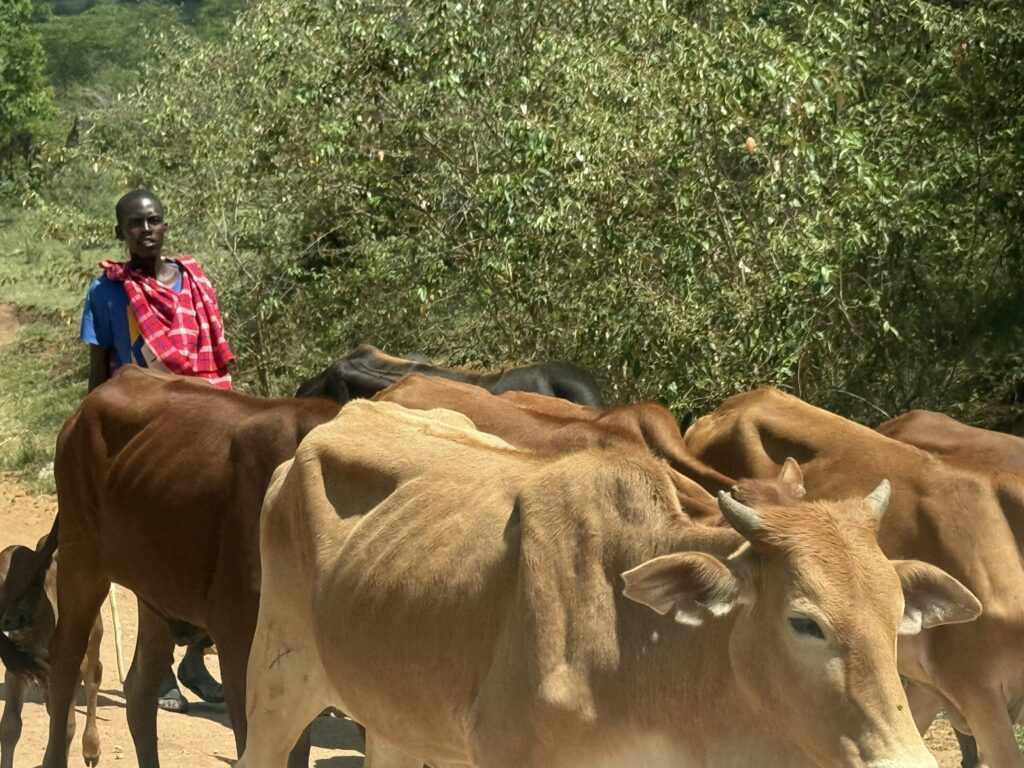 herdman in Kenya