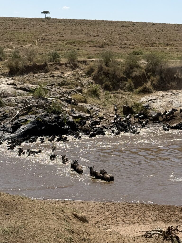 annual wildebeest migration