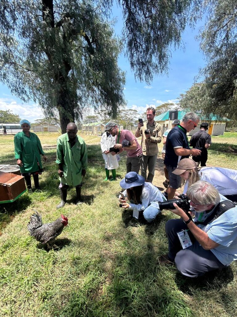 People taking pictures of chicken in Kenya