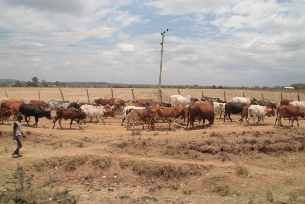 young shepherds in Kenya