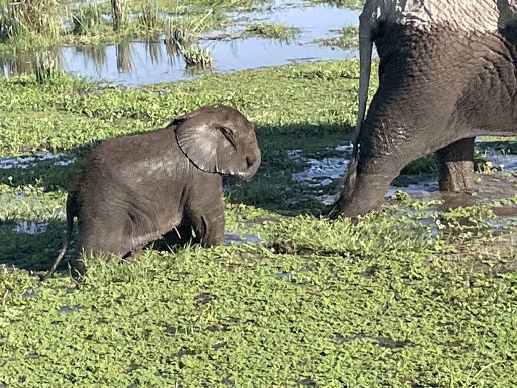Elephants in Amboseli