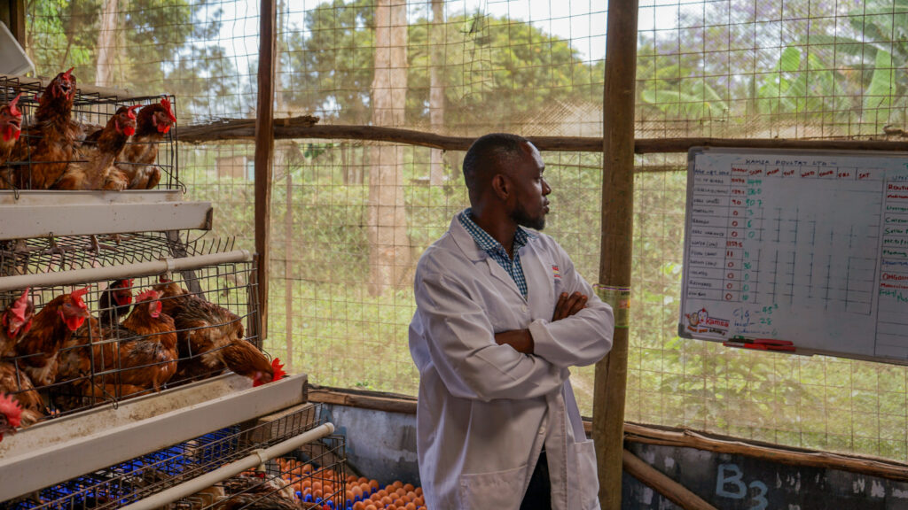 Farmer in chicken barn in Kenya