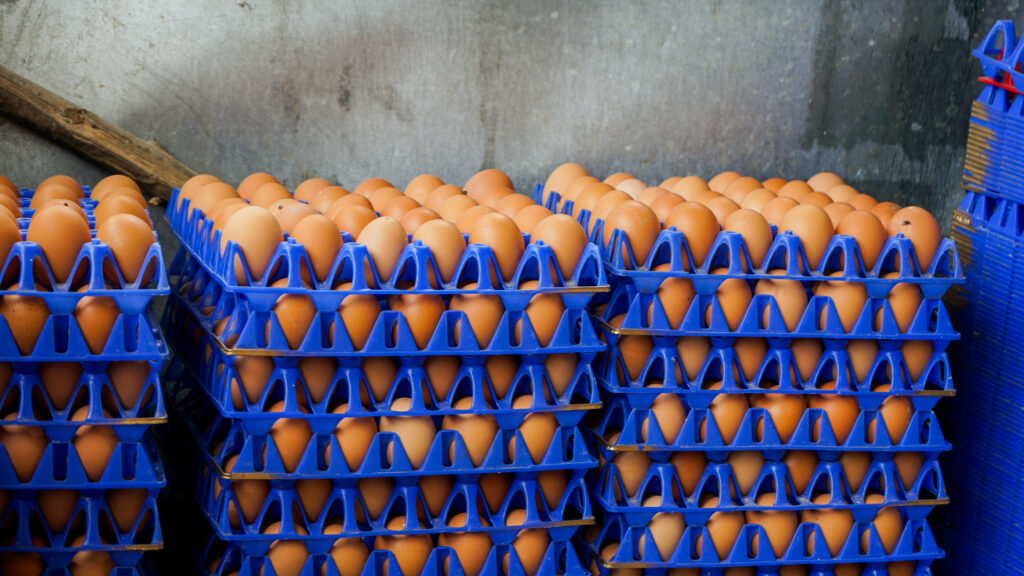Brown eggs